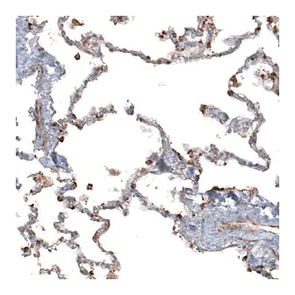 Merck Anti-APOBEC3A antibody produced in rabbit