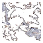 Merck Anti-APOBEC3A antibody produced in rabbit