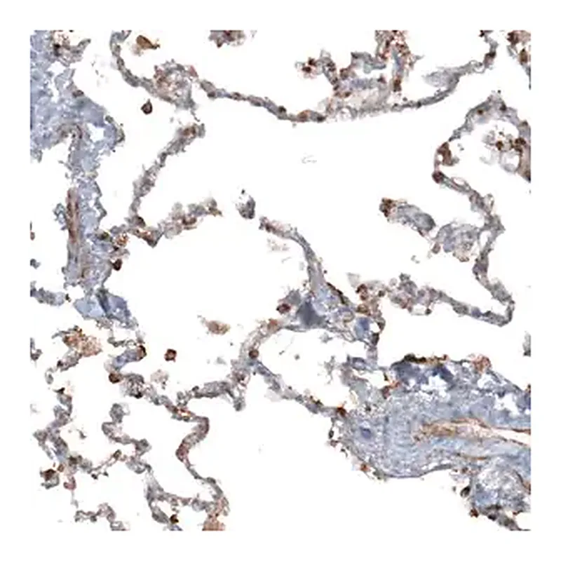 Merck Anti-APOBEC3A antibody produced in rabbit