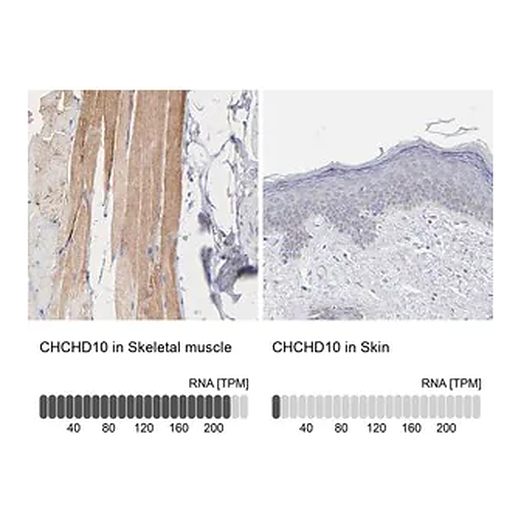 Merck Anti-CHCHD10 antibody produced in rabbit