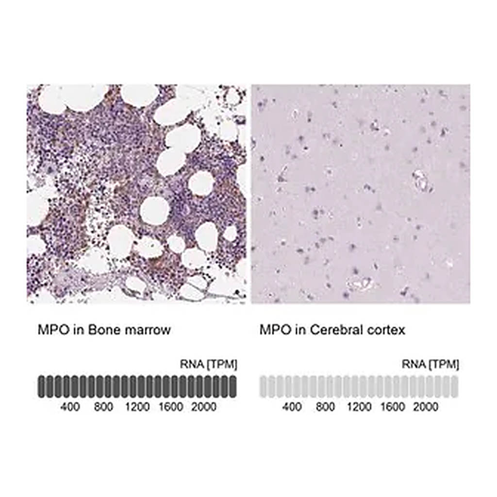 Merck Anti-MPO antibody produced in rabbit