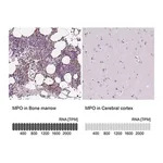 Merck Anti-MPO antibody produced in rabbit