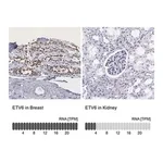 Merck Anti-ETV6 antibody produced in rabbit