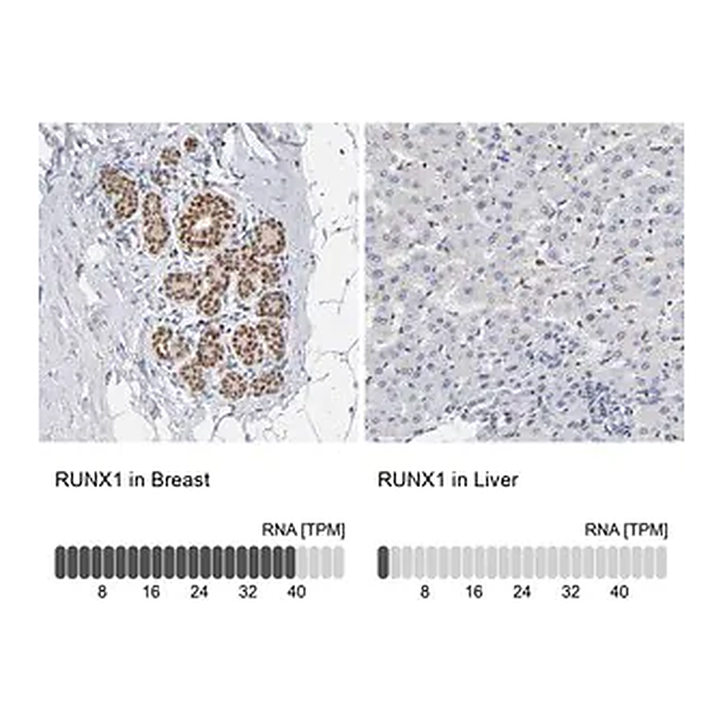 Merck Anti-RUNX1 antibody produced in rabbit
