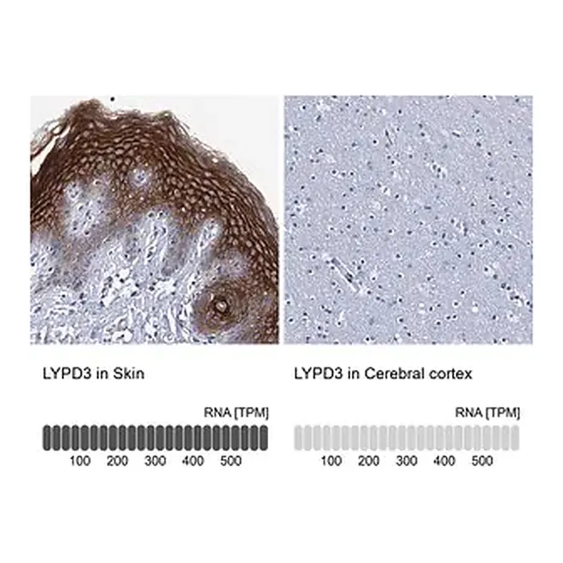Merck Anti-LYPD3 antibody produced in rabbit