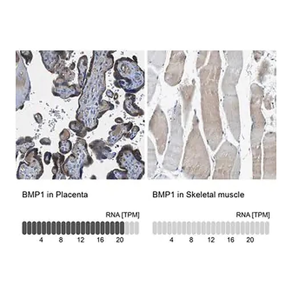 Merck Anti-BMP1 antibody produced in rabbit