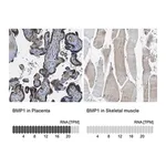 Merck Anti-BMP1 antibody produced in rabbit