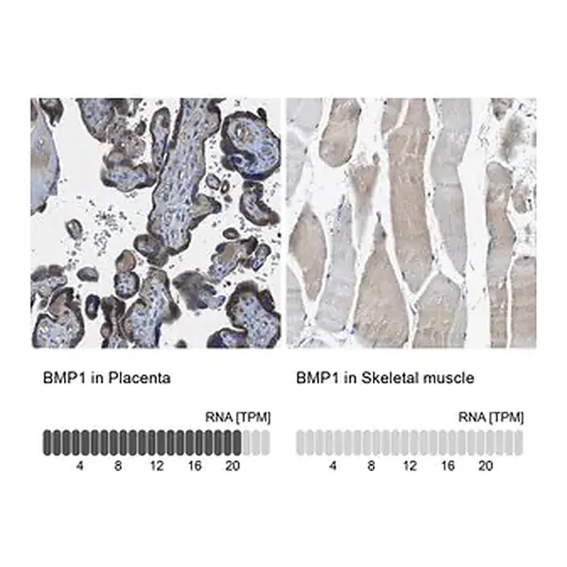 Merck Anti-BMP1 antibody produced in rabbit
