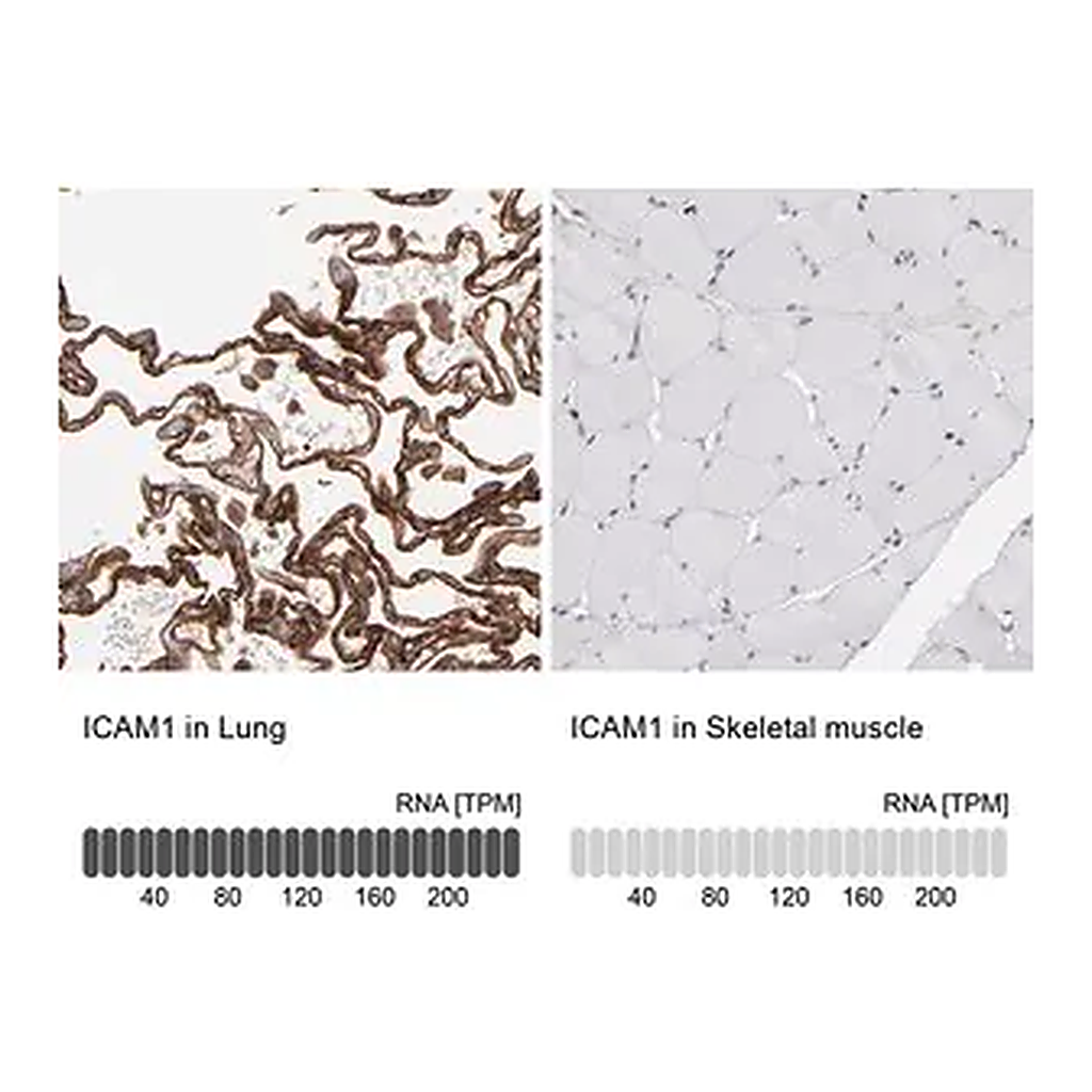 Merck Anti-ICAM1 antibody produced in rabbit