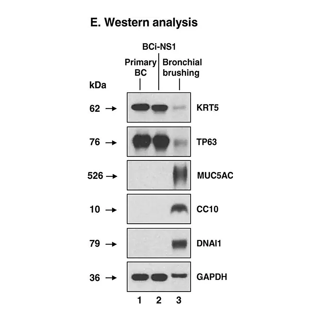Merck Anti-DNAI1 antibody produced in rabbit