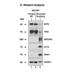 Merck Anti-DNAI1 antibody produced in rabbit