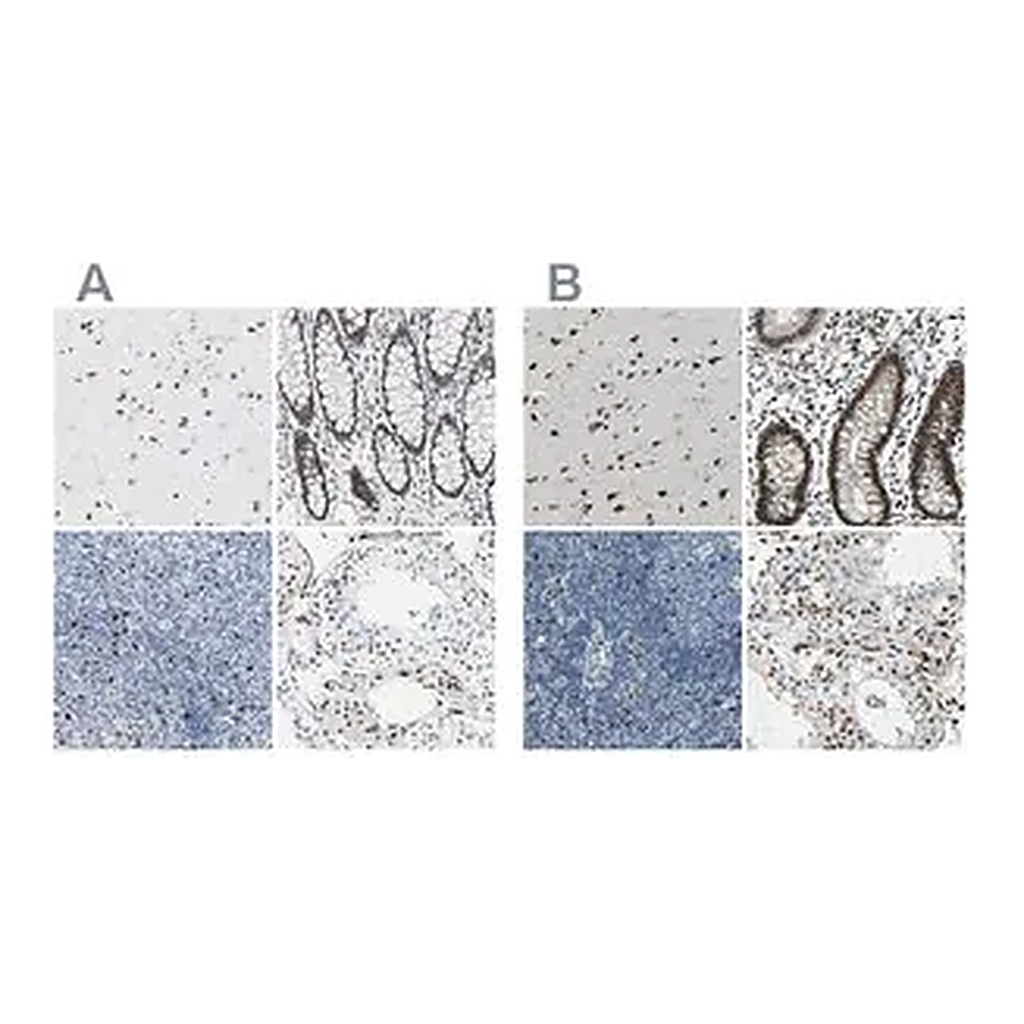 Merck Anti-NFIA antibody produced in rabbit