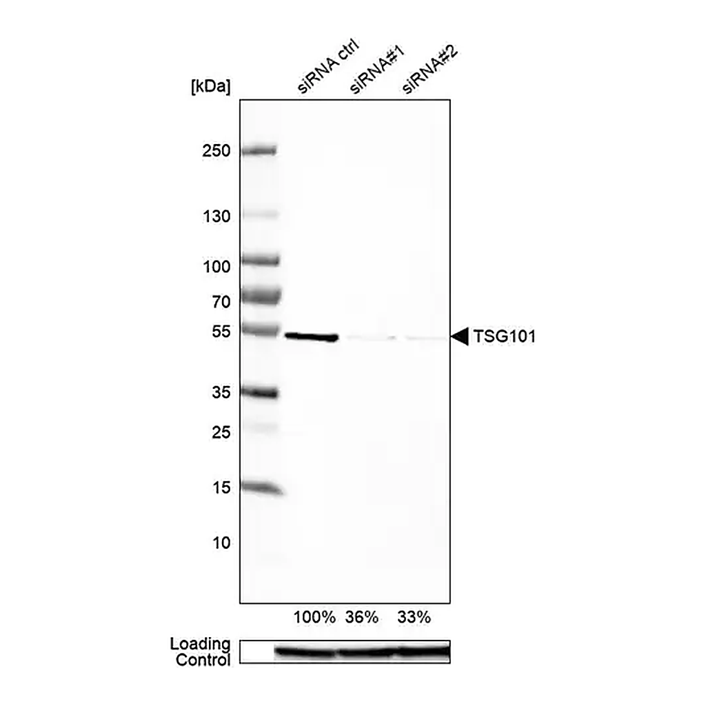 Merck Anti-TSG101 antibody produced in rabbit