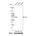 Merck Anti-TSG101 antibody produced in rabbit