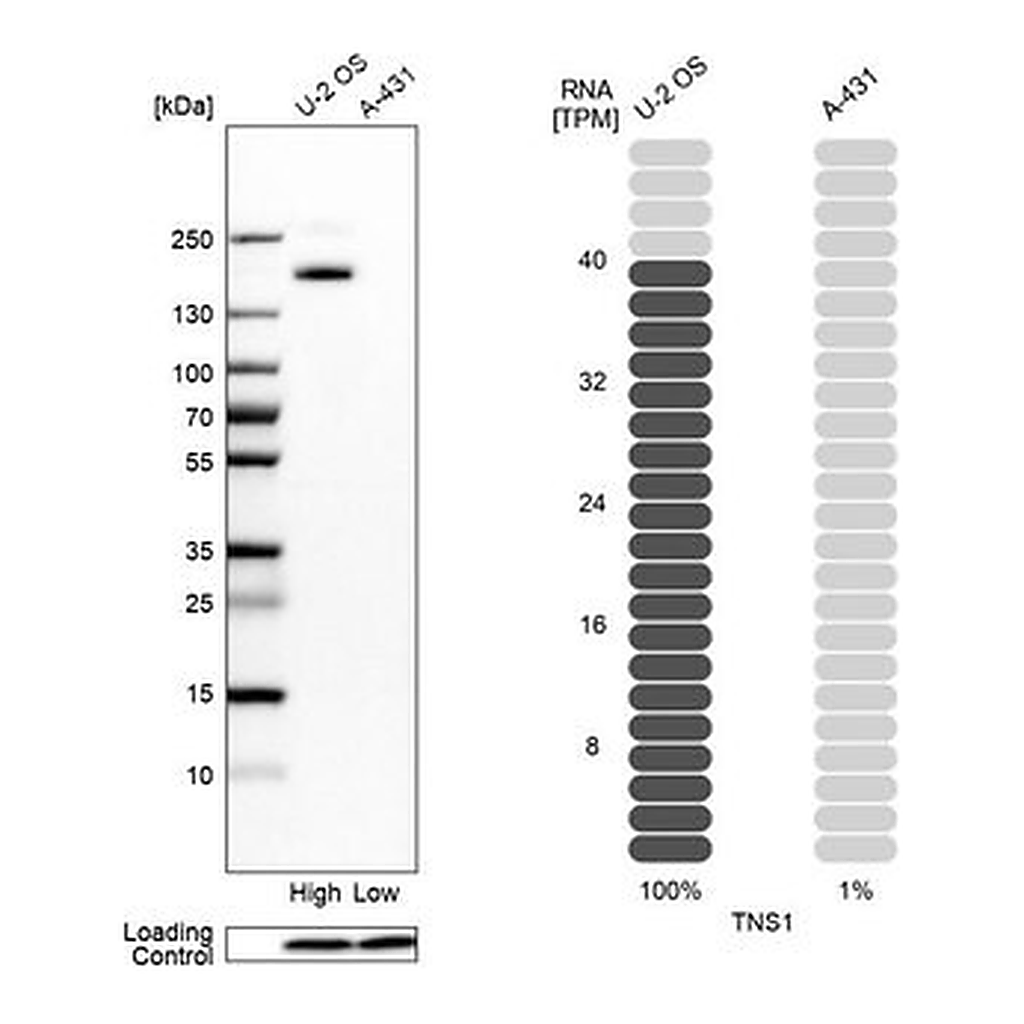 Merck Anti-TNS1 antibody produced in rabbit