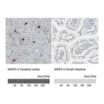 Merck Anti-MAP2 antibody produced in rabbit