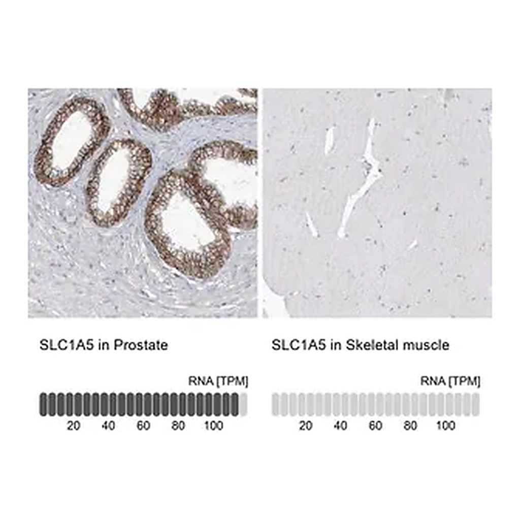 Merck Anti-SLC1A5 antibody produced in rabbit