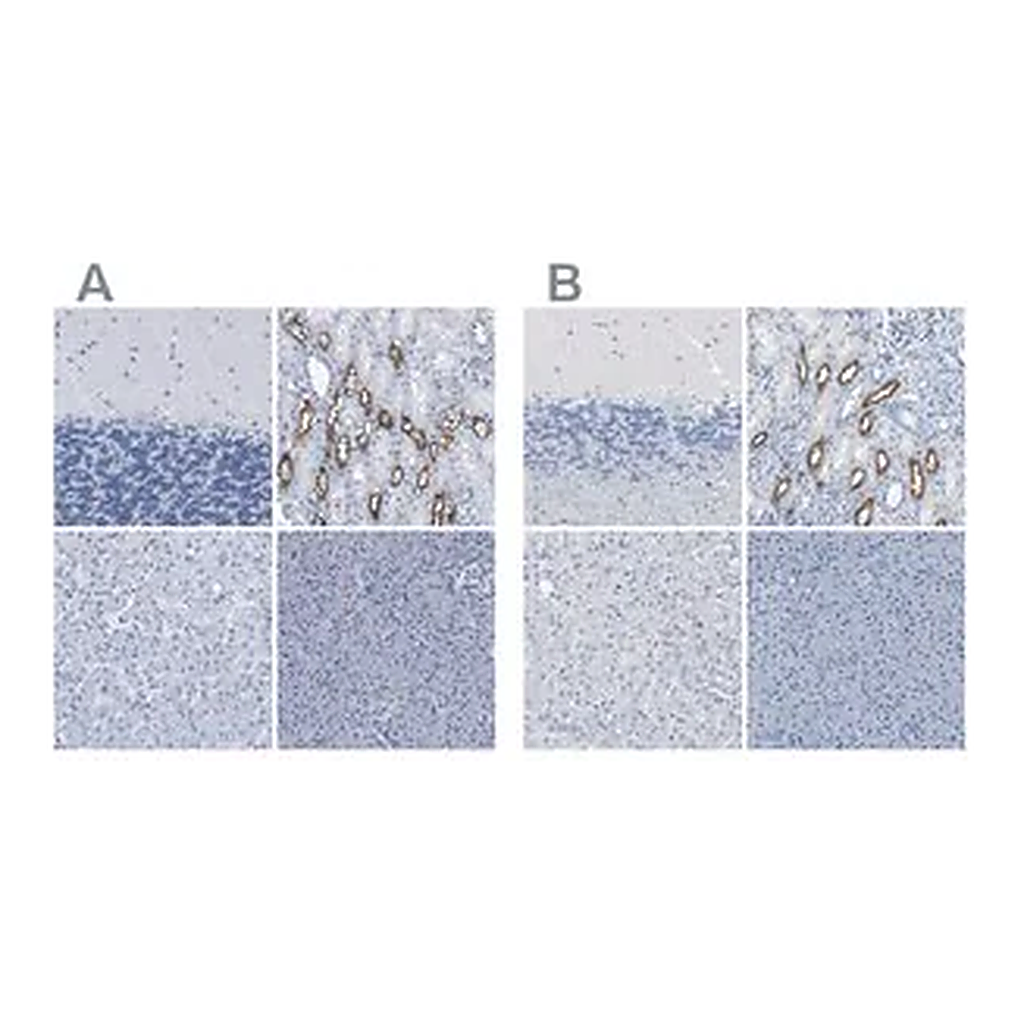 Merck Anti-SLC12A1 antibody produced in rabbit