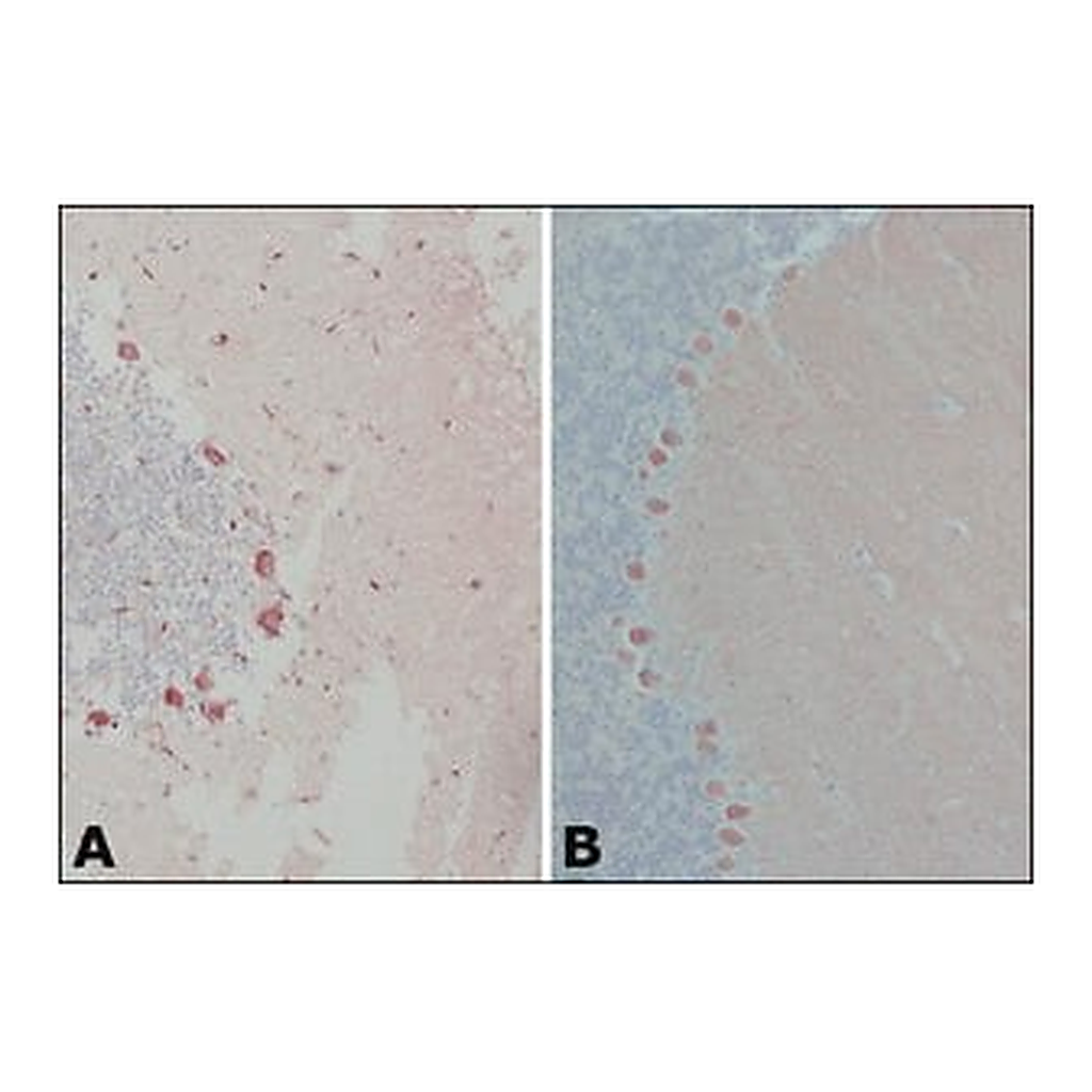 Merck Anti-Calbindin-D-28K (EG-20) antibody produced in rabbit