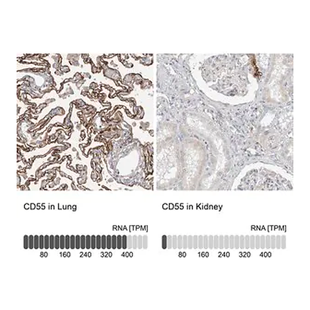 Merck Anti-CD55 antibody produced in rabbit