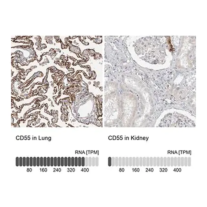 Merck Anti-CD55 antibody produced in rabbit