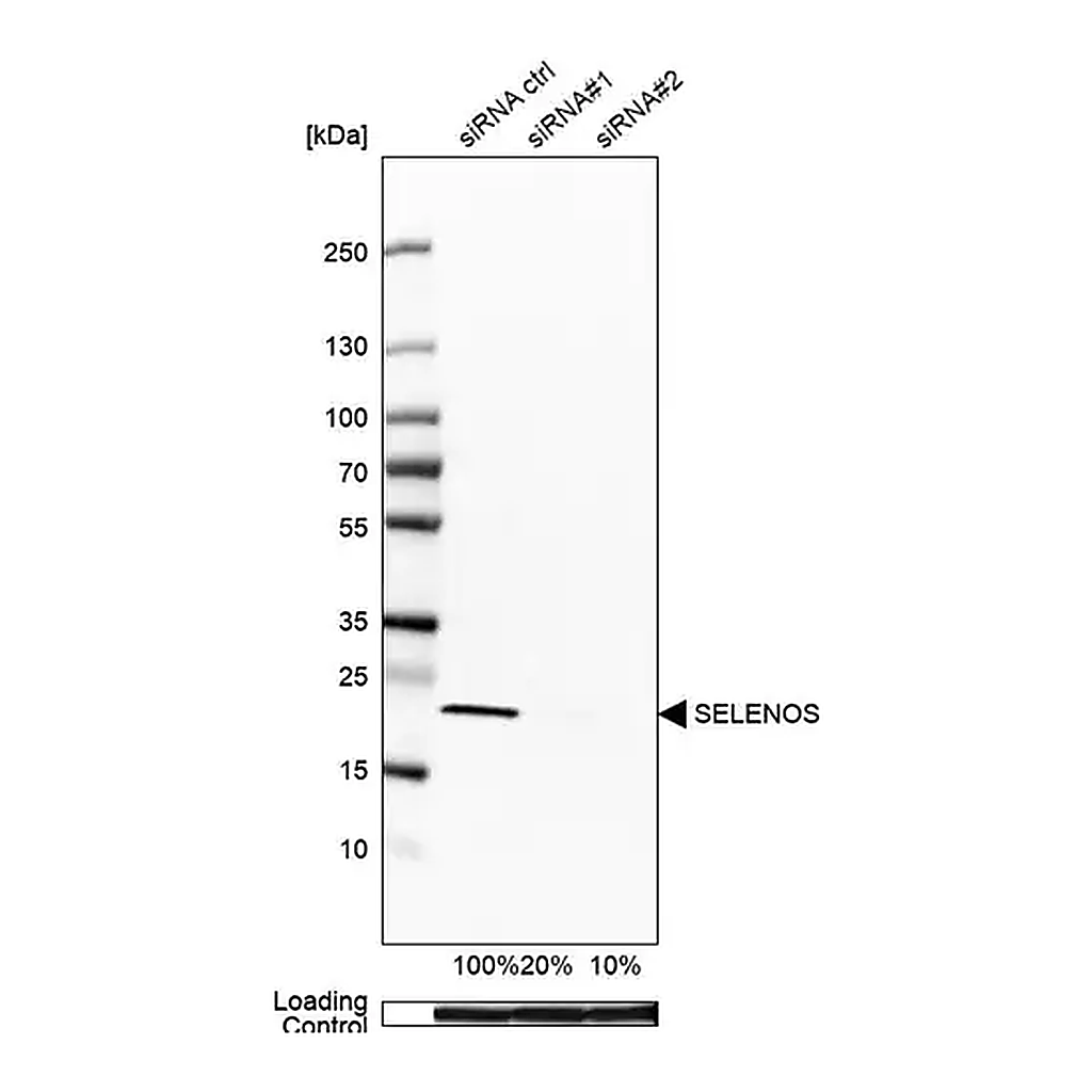Merck Anti-SELENOS antibody produced in rabbit