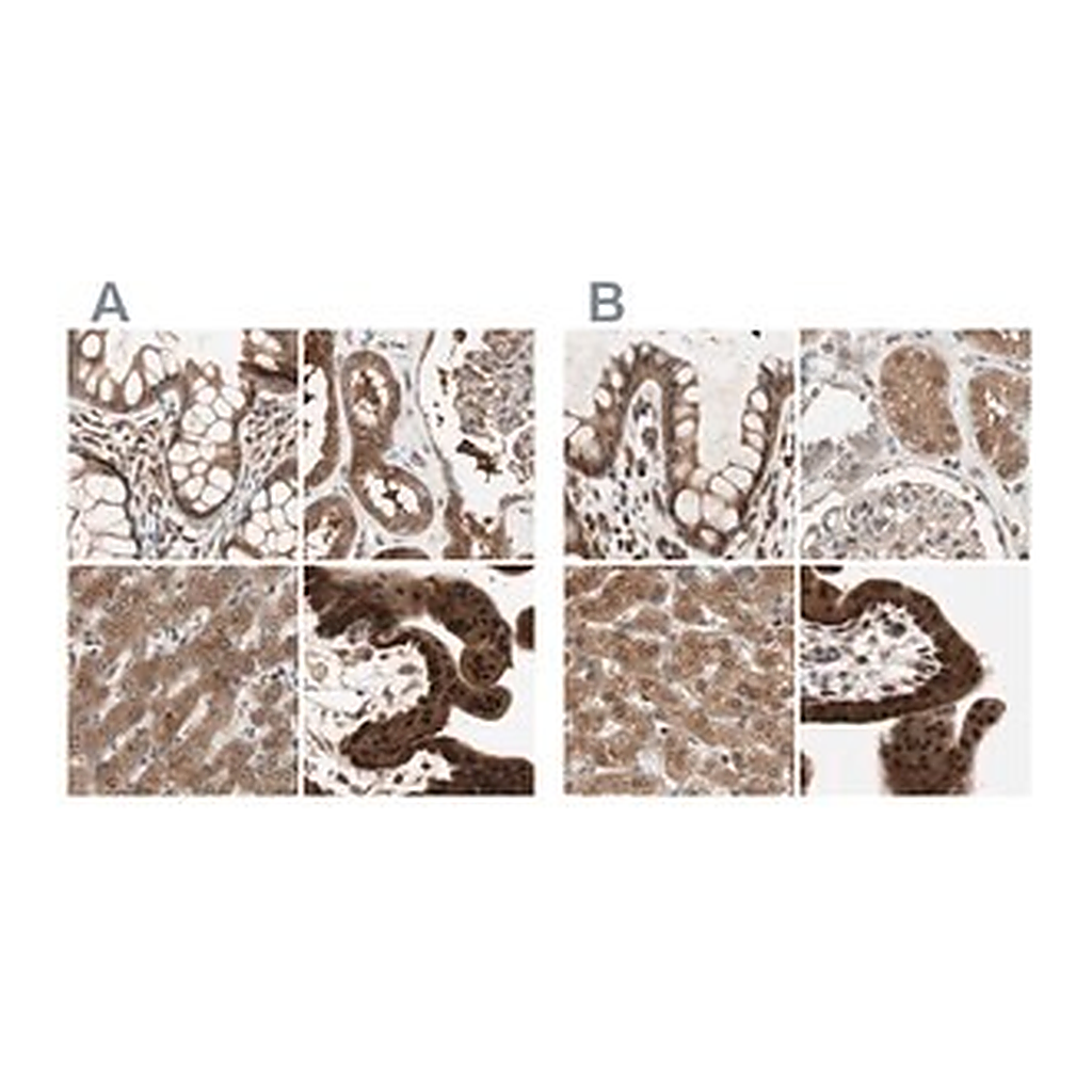 Merck Anti-GALT antibody produced in rabbit