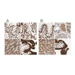 Merck Anti-GALT antibody produced in rabbit