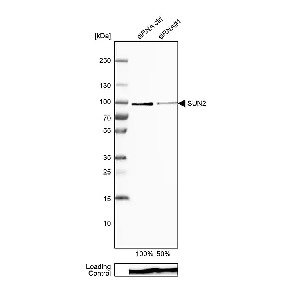 Merck ANTI-SUN2 antibody produced in rabbit