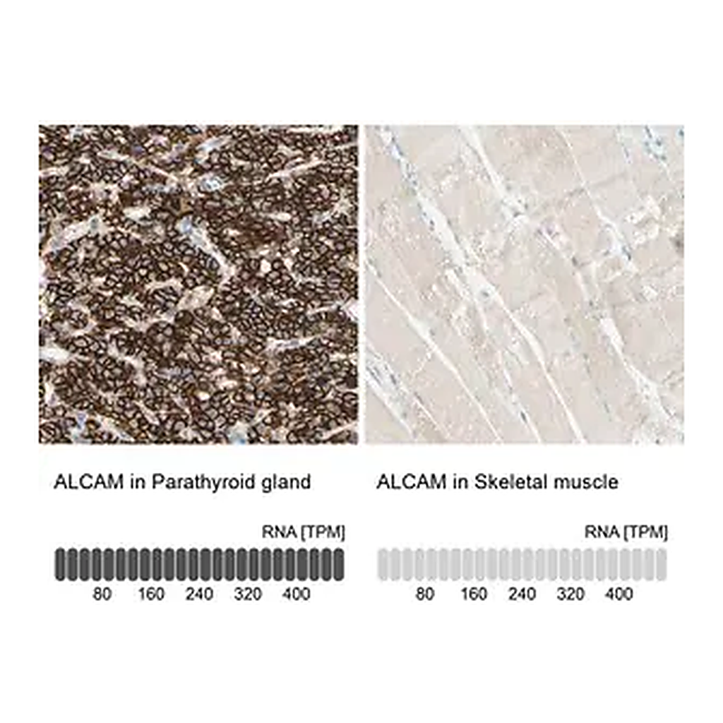 Merck Anti-ALCAM antibody produced in rabbit