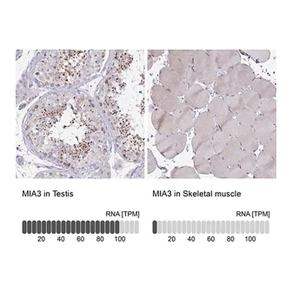 Merck Anti-MIA3 antibody produced in rabbit