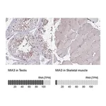 Merck Anti-MIA3 antibody produced in rabbit