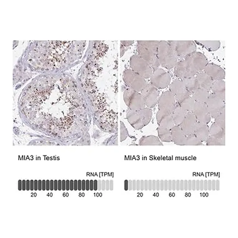 Merck Anti-MIA3 antibody produced in rabbit