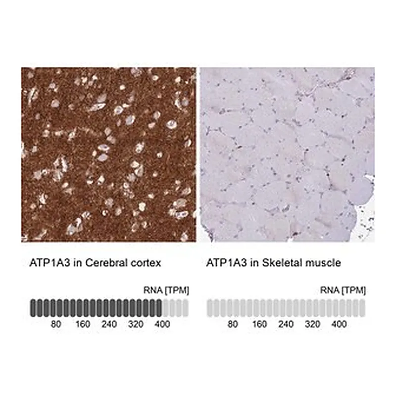 Merck Anti-ATP1A3 antibody produced in rabbit