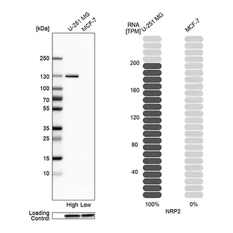 Merck Anti-NRP2 antibody produced in rabbit