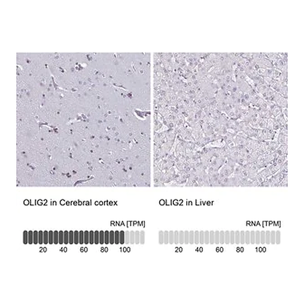 Merck Anti-OLIG2 antibody produced in rabbit