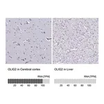 Merck Anti-OLIG2 antibody produced in rabbit