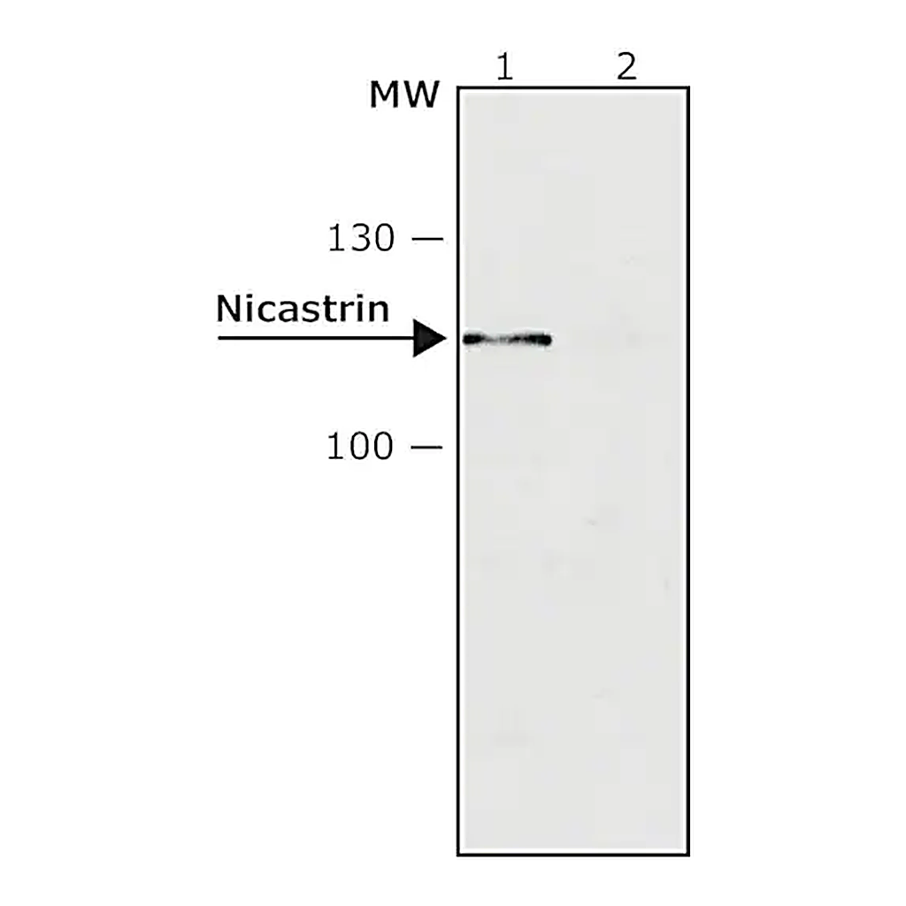 Merck Anti-Nicastrin antibody produced in rabbit