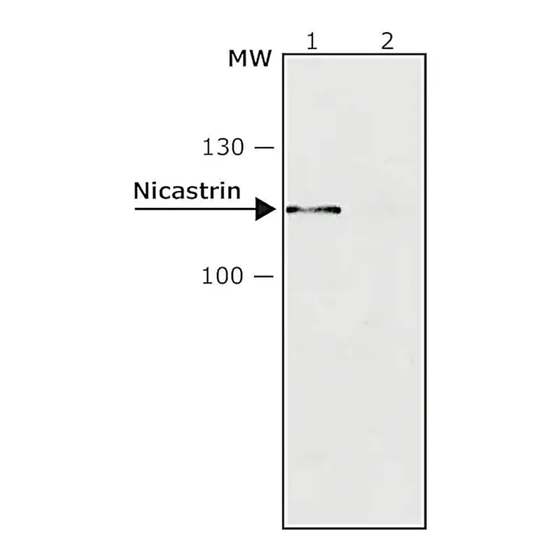 Merck Anti-Nicastrin antibody produced in rabbit