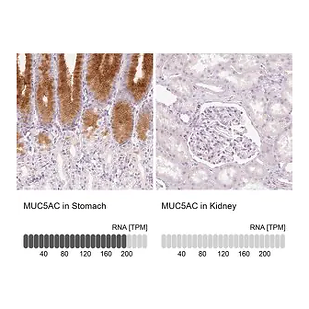 Merck Anti-MUC5AC antibody produced in rabbit