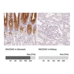 Merck Anti-MUC5AC antibody produced in rabbit
