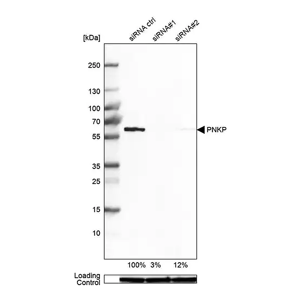 Merck Anti-PNKP antibody produced in rabbit