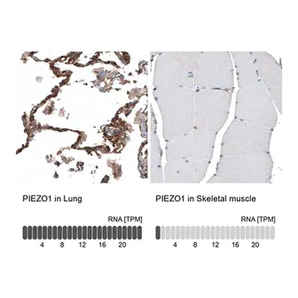 Merck Anti-PIEZO1 antibody produced in rabbit
