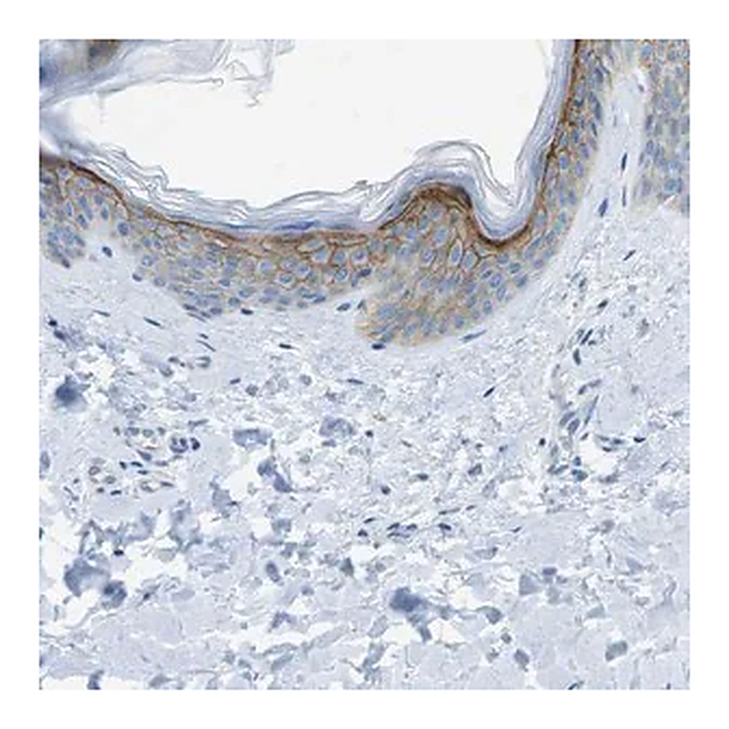 Merck Anti-SDC1 antibody produced in rabbit