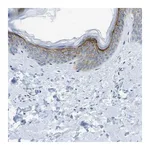 Merck Anti-SDC1 antibody produced in rabbit