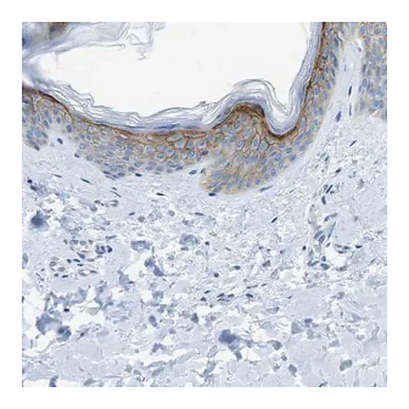 Merck Anti-SDC1 antibody produced in rabbit