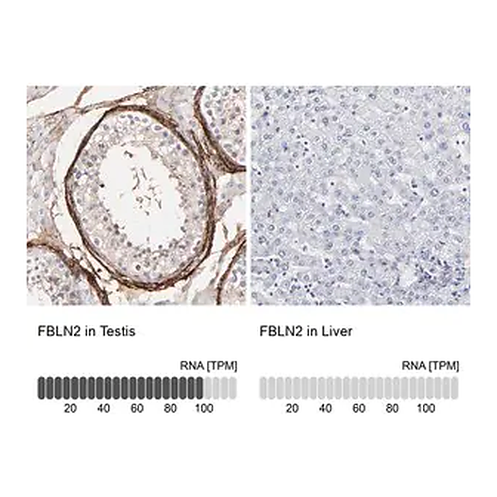 Merck Anti-FBLN2 antibody produced in rabbit
