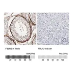 Merck Anti-FBLN2 antibody produced in rabbit