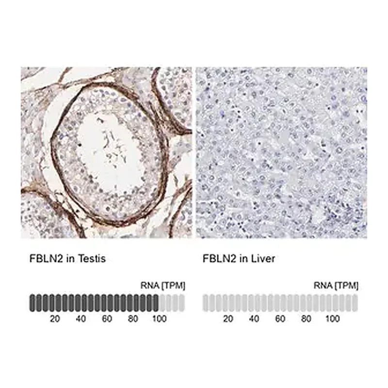 Merck Anti-FBLN2 antibody produced in rabbit