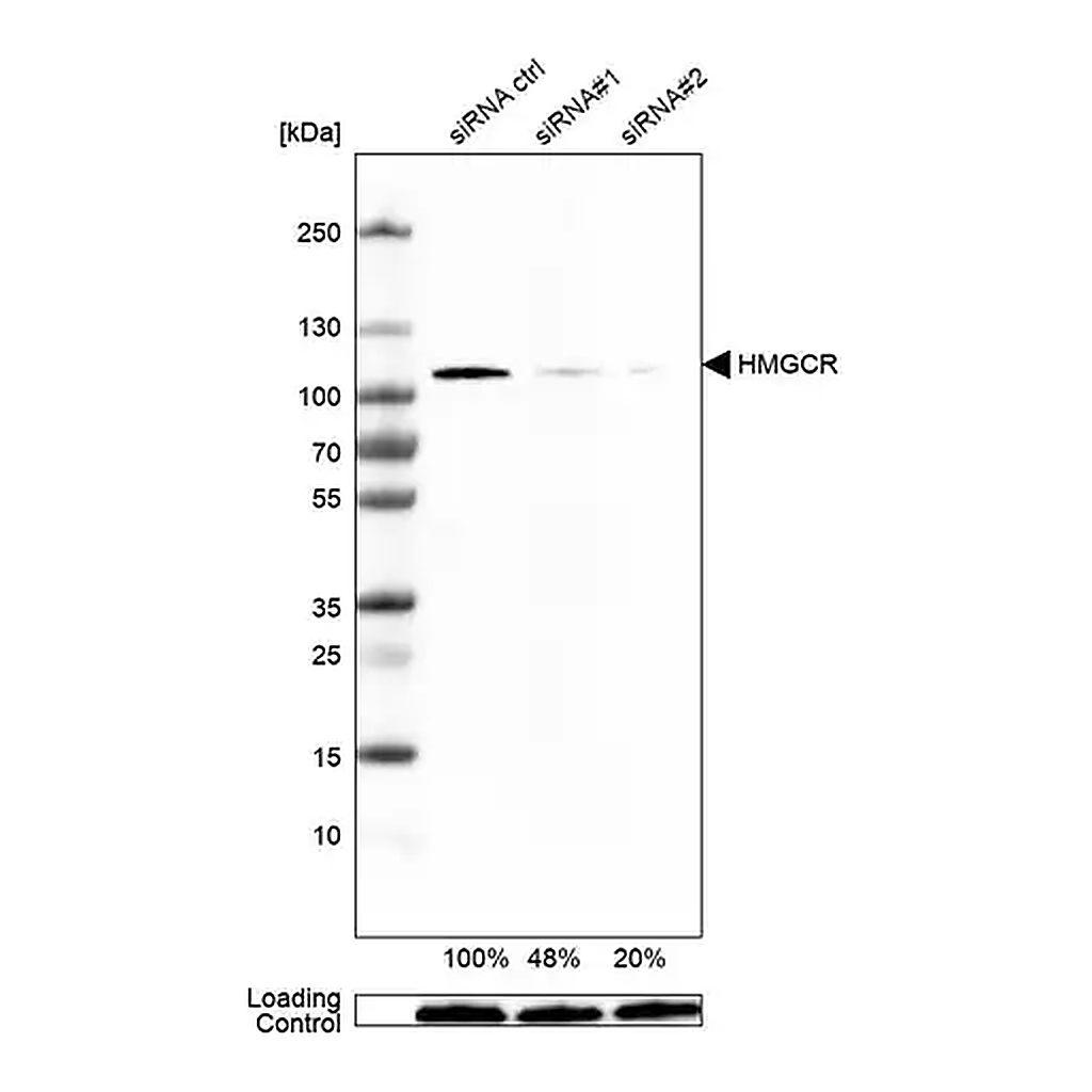 Merck Monoclonal Anti-HMGCR antibody produced in mouse